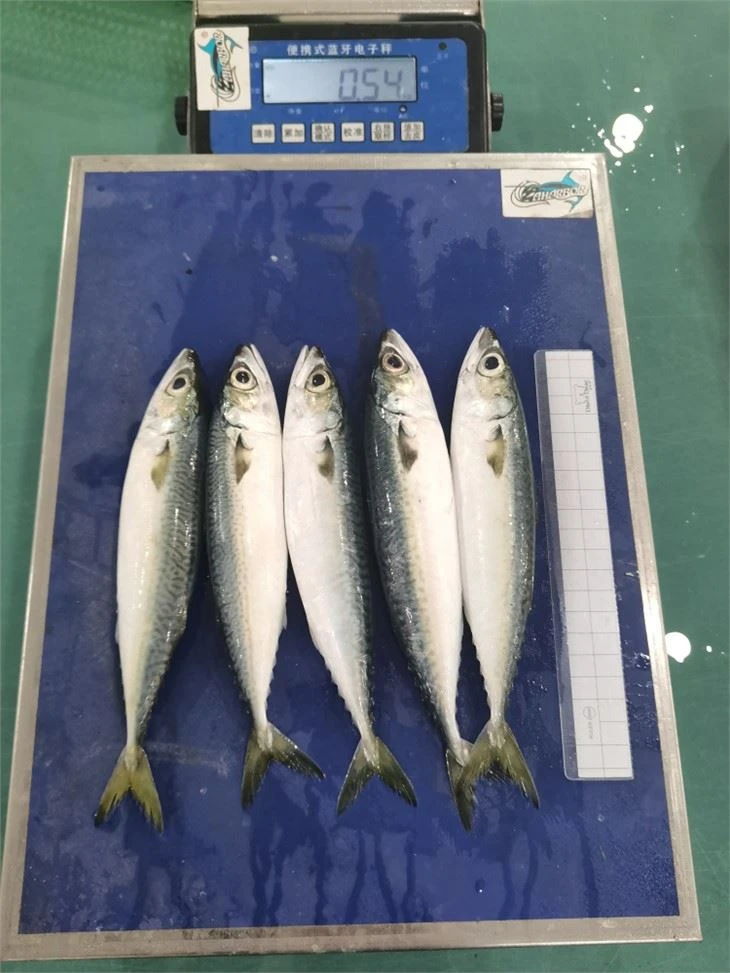 Pacific Mackerel China Factory Directly Supply