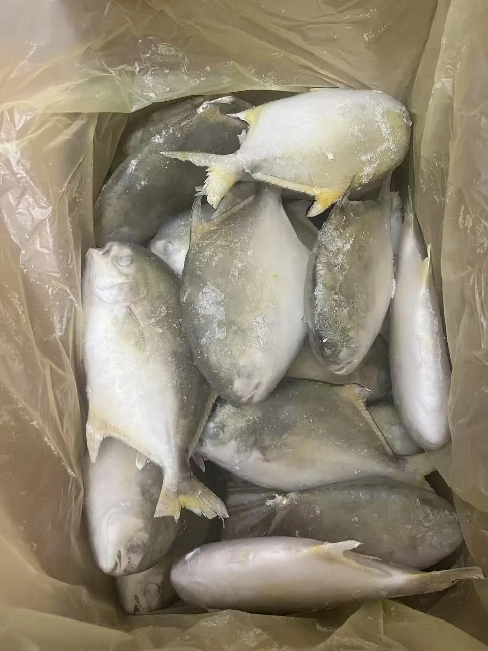 Frozen Golden Pomfret Wholesale