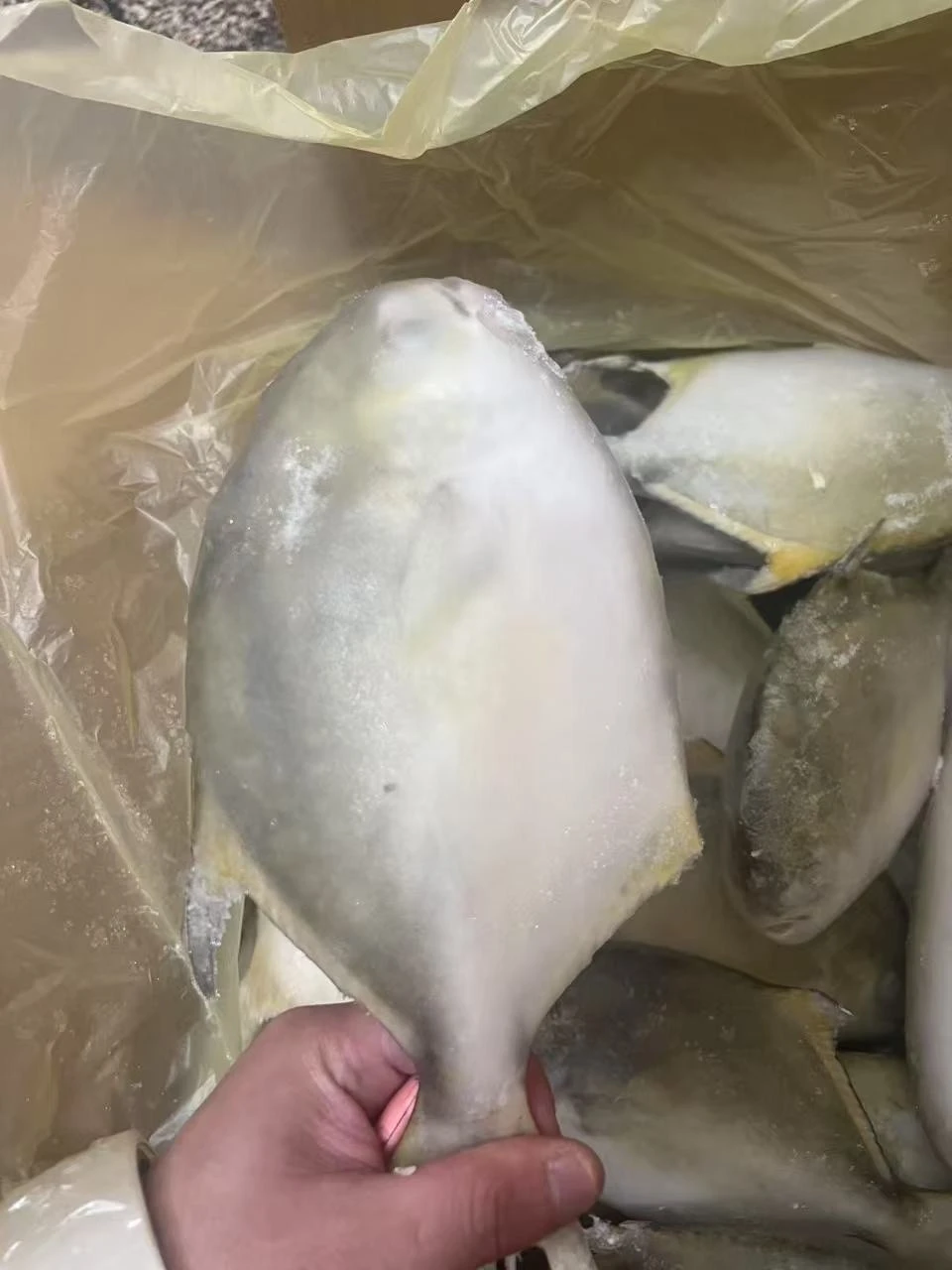 Frozen Golden Pomfret Wholesale