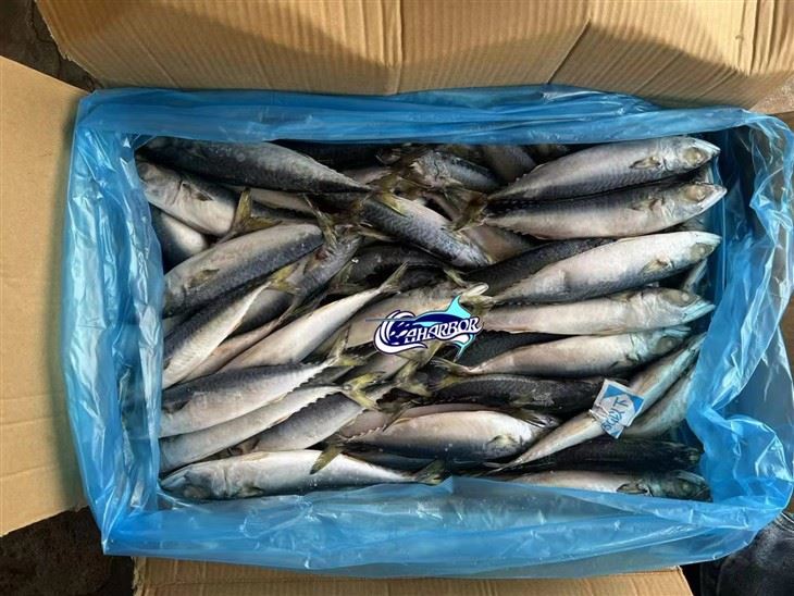 Frozen Mackerel