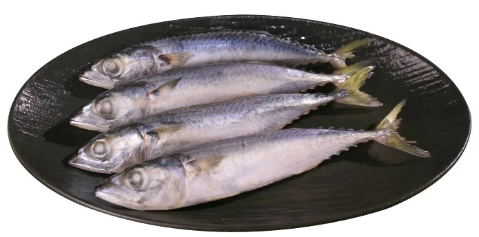 pacific mackerel pacific mackerel